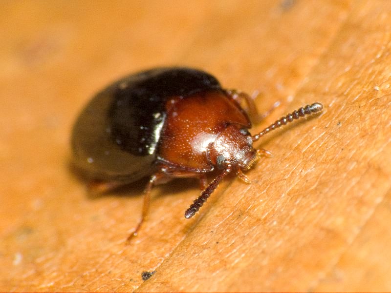 Scaphidema metallicum bicolor (Fabricius, 1798)